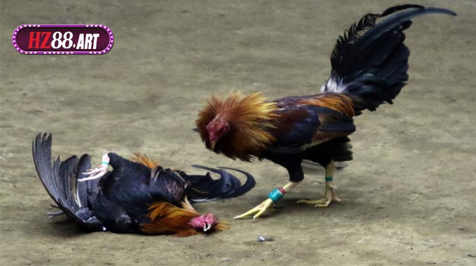 Đá Gà Cựa Sắt HZ88 – Trải Nghiệm Máu Lửa